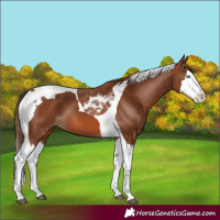 Horse Color:Chestnut Splash Tobiano