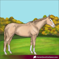 Horse Color:Gold Champagne Splash