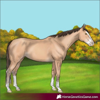 Horse Color:Amber Champagne Splash