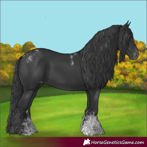 Horse Color:Powder White Black Skewed Appaloosa 