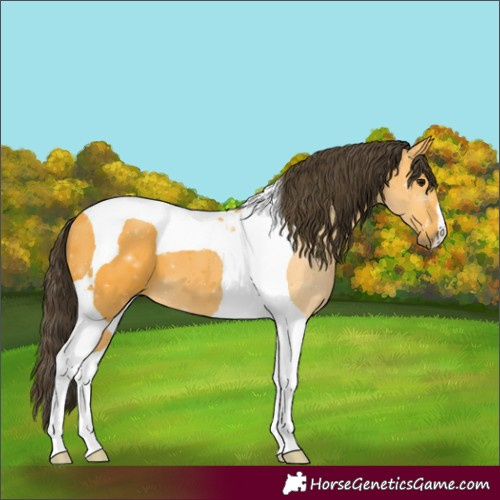 Horse Color:Buckskin Tobiano 