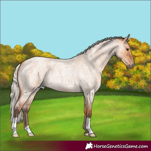 Horse Color:Silver Bay Roan Dun 