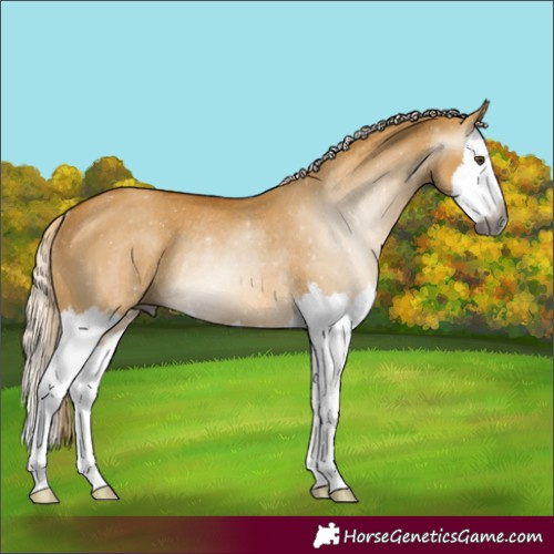 Horse Color:Gray Palomino Dun Splash Rabicano 