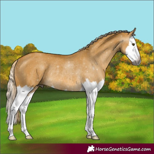 Horse Color:Gray Palomino Dun Splash Rabicano 