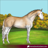 Horse Color:Gray Palomino Dun Splash Rabicano