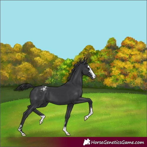 Horse Color:Black Appaloosa