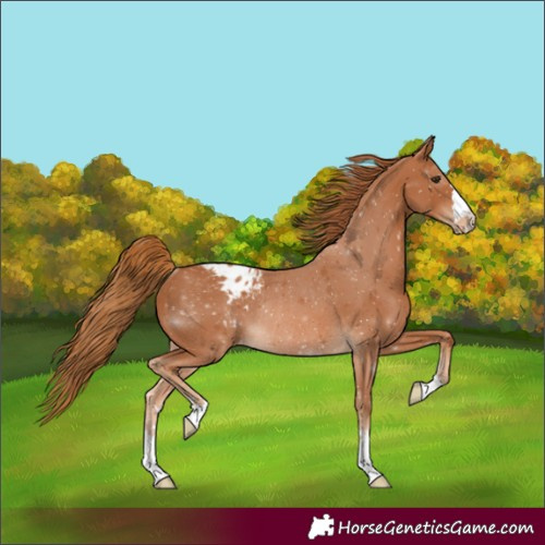 Horse Color:Chestnut Appaloosa Rabicano