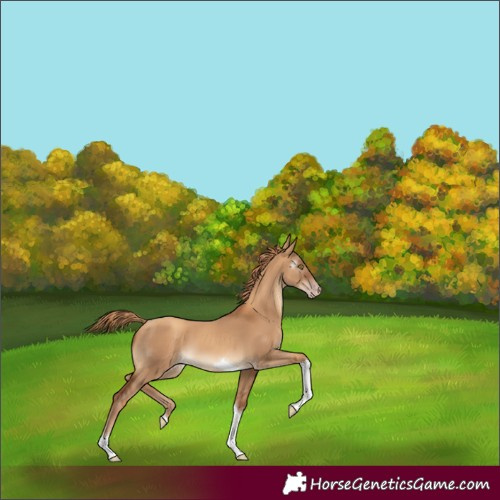 Horse Color:Gray Gold Champagne Dun Tobiano