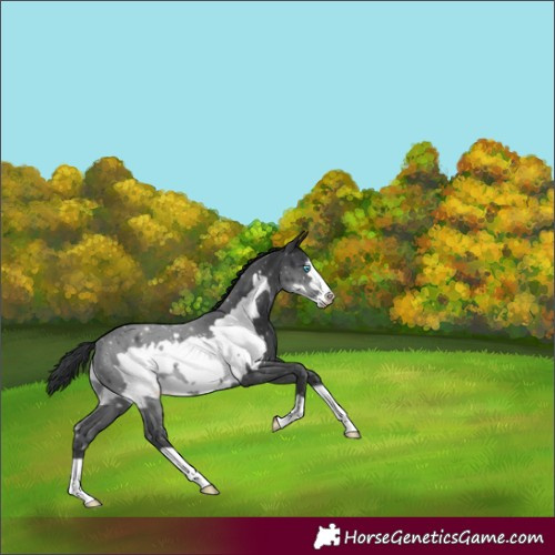 Horse Color:Black Frame 