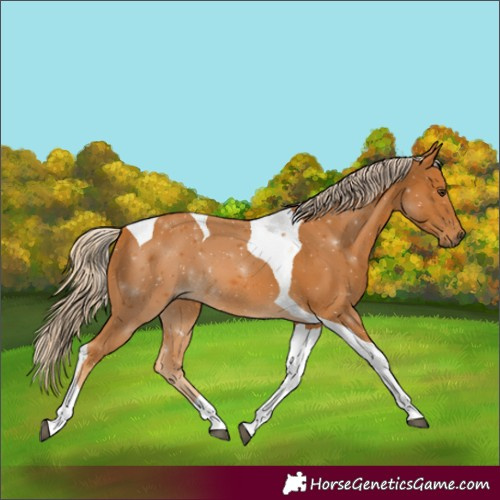 Horse Color:Palomino Tobiano 
