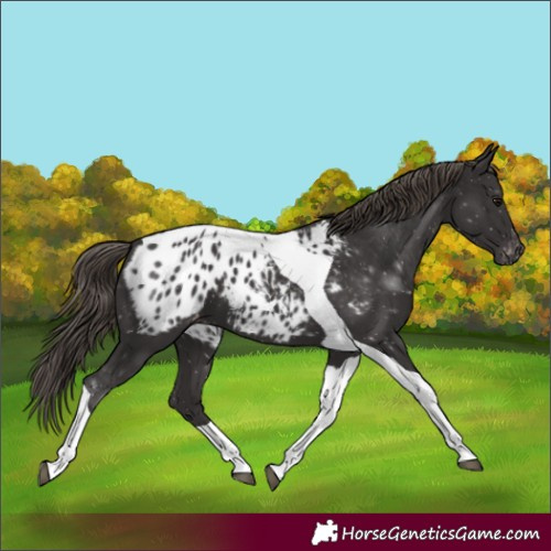 Horse Color:Smoky Black Tobiano Appaloosa 