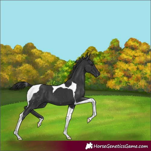 Horse Color:Black Tobiano