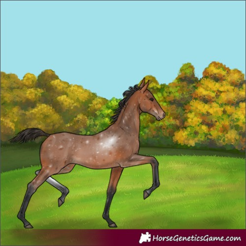 Horse Color:White Spotted Bay 