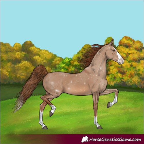 Horse Color:Red Dun Splash 