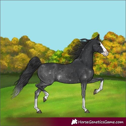 Horse Color:Black Splash 