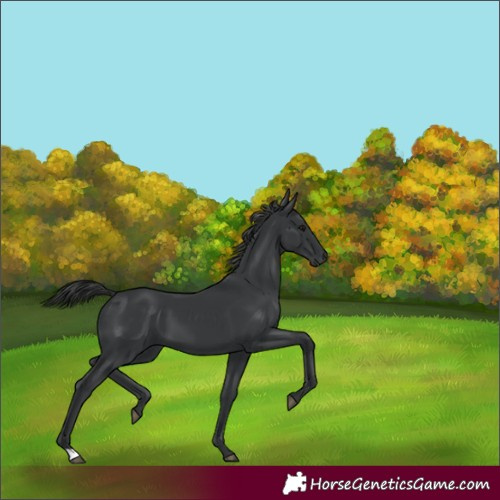 Horse Color:Black 