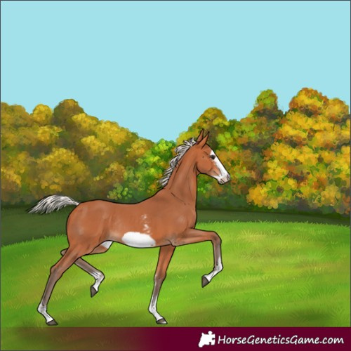 Horse Color:Silver Bay Sabino Frame Rabicano 