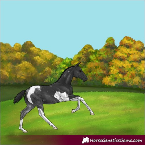 Horse Color:Black Tobiano 