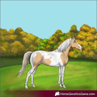 Horse Color:Palomino Dun Tobiano