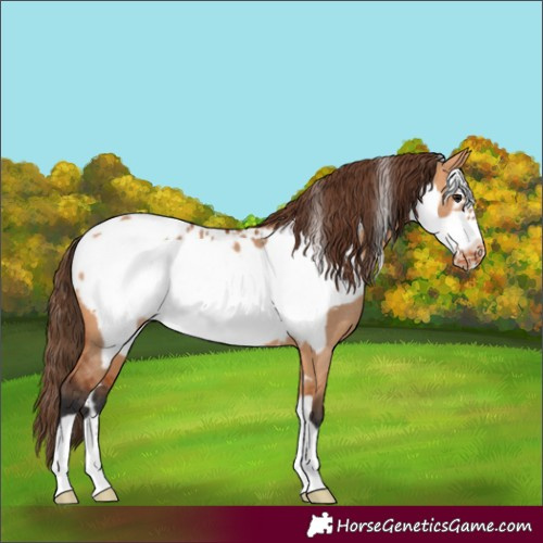 Horse Color:Bay Dun Frame Appaloosa Rabicano 