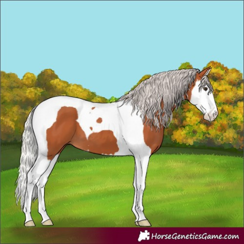 Horse Color:Silver Bay Splash Tobiano