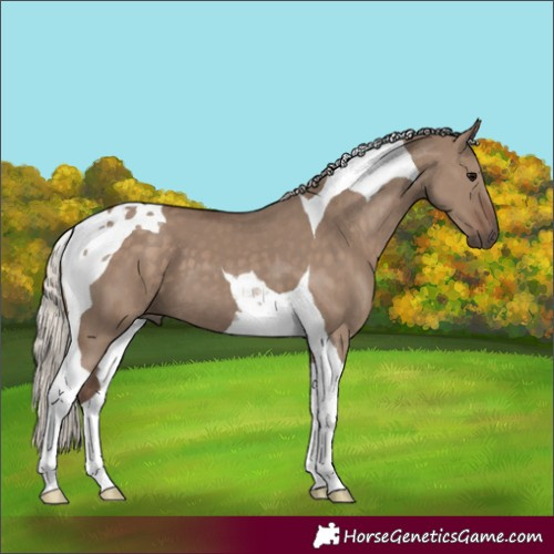 Horse Color:Silver Grullo Tobiano 