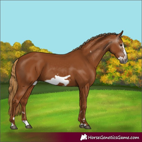 Horse Color:Gray Chestnut Splash Frame 