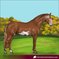 Horse Color:Gray Chestnut Splash Frame 