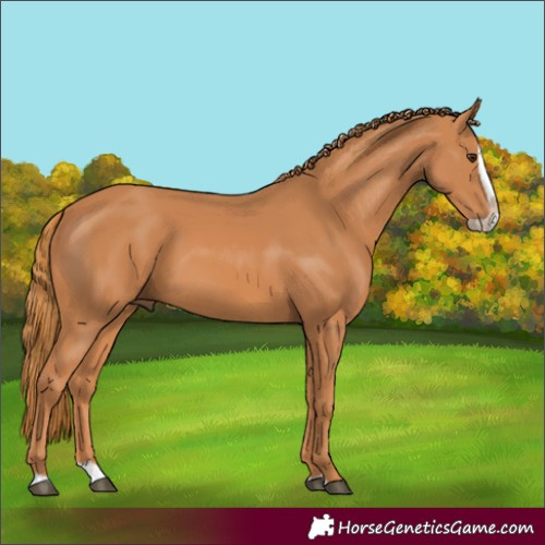Horse Color:Chestnut Splash Frame 