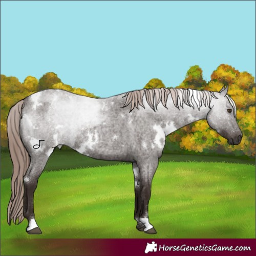 Horse Color:White Spotted Liver Red Roan 