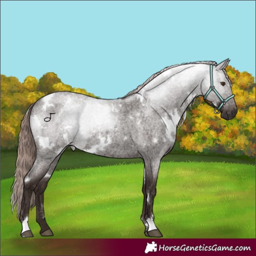 Horse Color:White Spotted Liver Red Roan