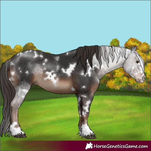 Horse Color:White Spotted Liver Chestnut