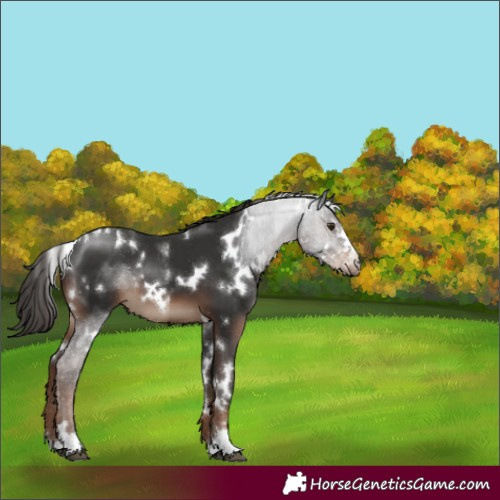 Horse Color:White Spotted Liver Chestnut