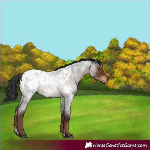 Horse Color:Liver Red Roan Appaloosa 