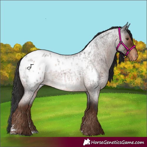 Horse Color:Liver Red Roan Appaloosa