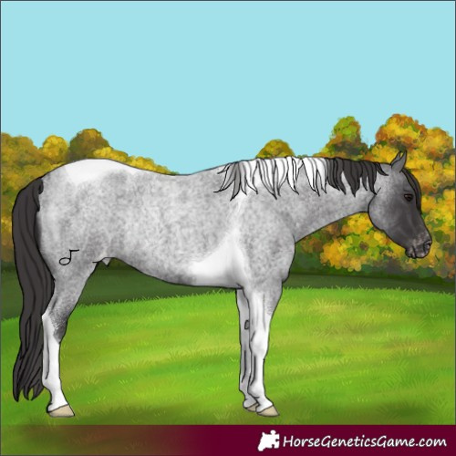 Horse Color:Smoky Blue Roan Tobiano Appaloosa Rabicano