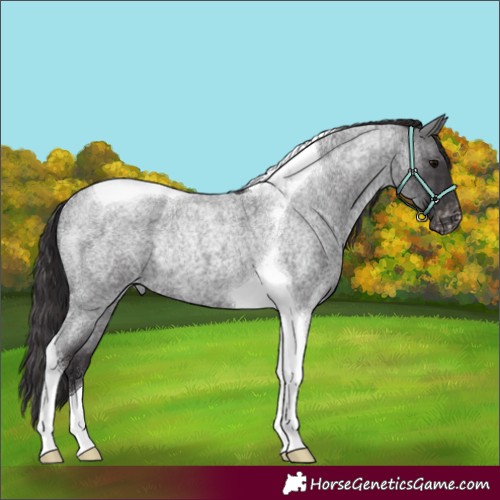 Horse Color:Smoky Blue Roan Tobiano Appaloosa Rabicano