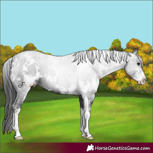 Horse Color:White Spotted Black Sabino