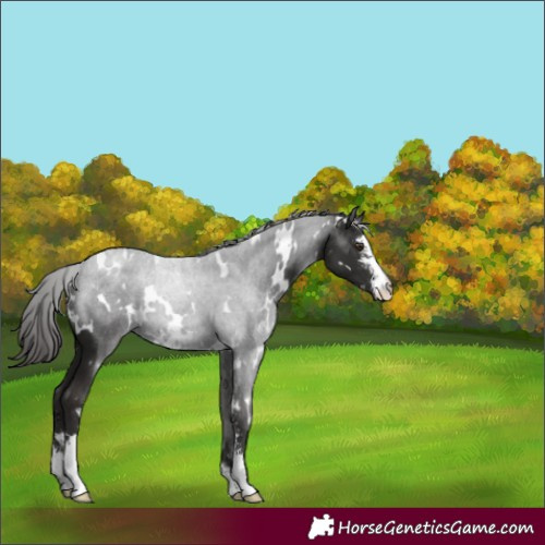Horse Color:White Spotted Liver Chestnut Sabino 