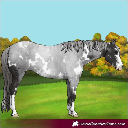 Horse Color:White Spotted Liver Chestnut Sabino