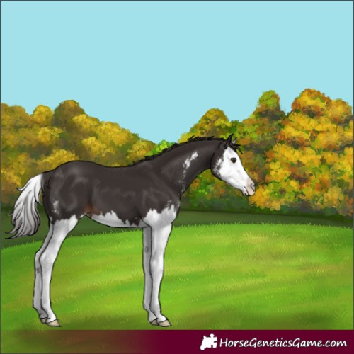 Horse Color:Liver Chestnut Sabino Splash 