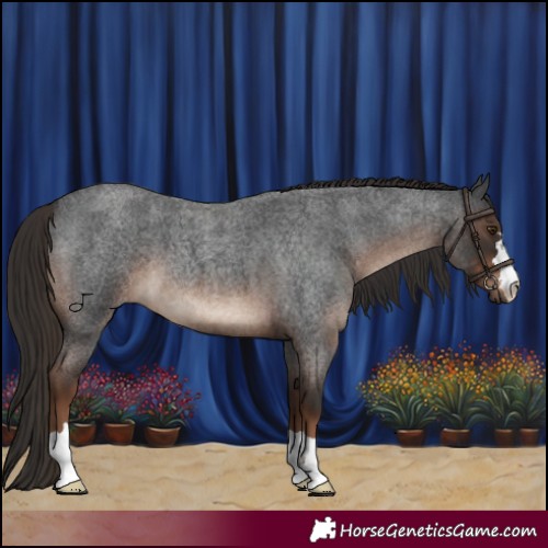 Horse Color:Liver Red Roan 