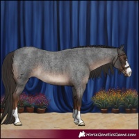 Horse Color:Liver Red Roan 