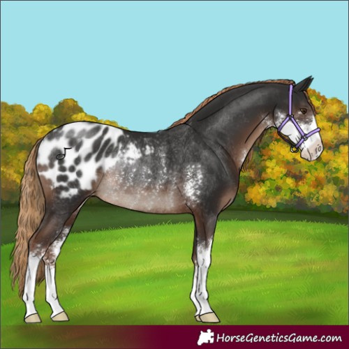 Horse Color:Liver Chestnut Sabino Blanket Rabicano 