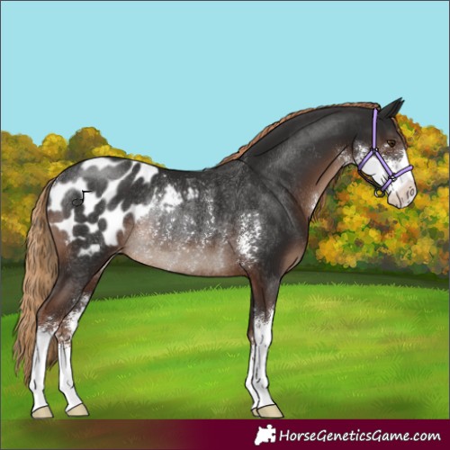 Horse Color:Liver Chestnut Sabino Appaloosa Rabicano