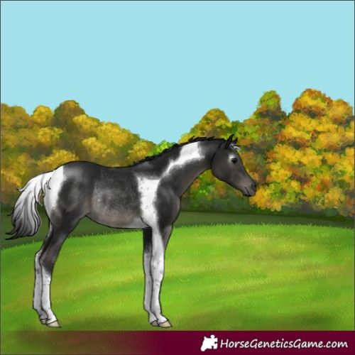 Horse Color:Gray Black Tobiano Rabicano 
