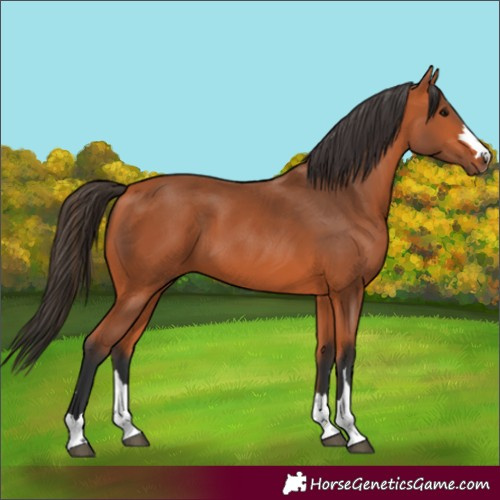Horse Color:Bay 