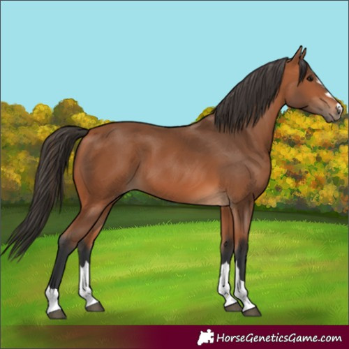 Horse Color:Bay 