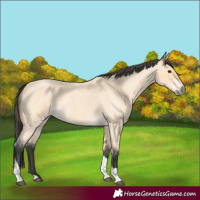 Horse Color:Buckskin Roan Tobiano