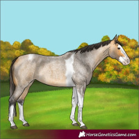 Horse Color:Buckskin Roan Splash Tobiano